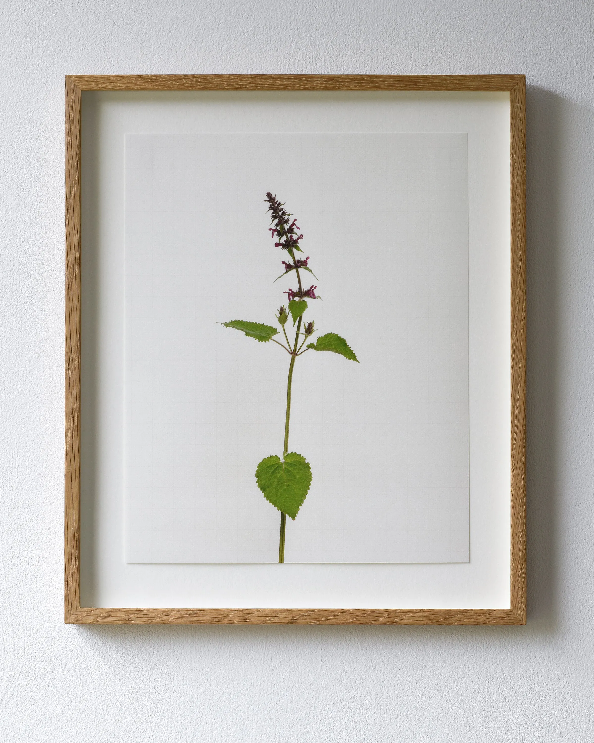 giant dead nettle 6599