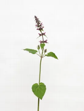 giant dead nettle 6599