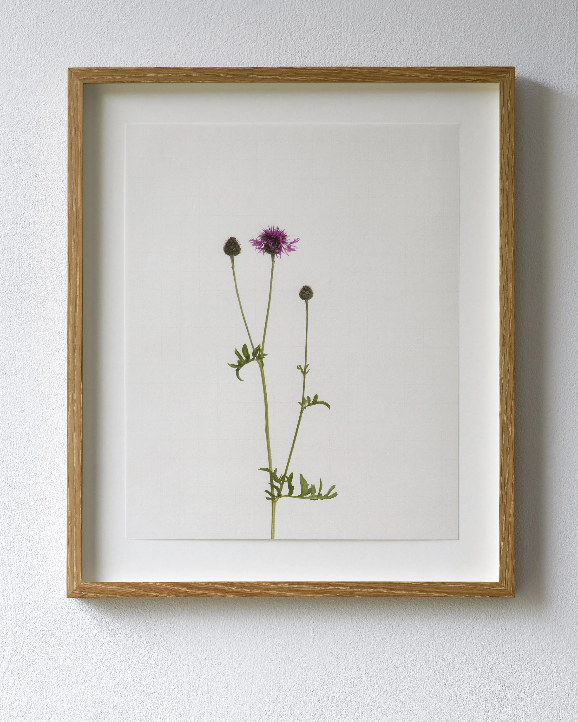 greater knapweed 9062