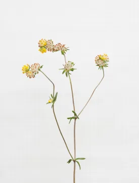 kidney vetch 7164