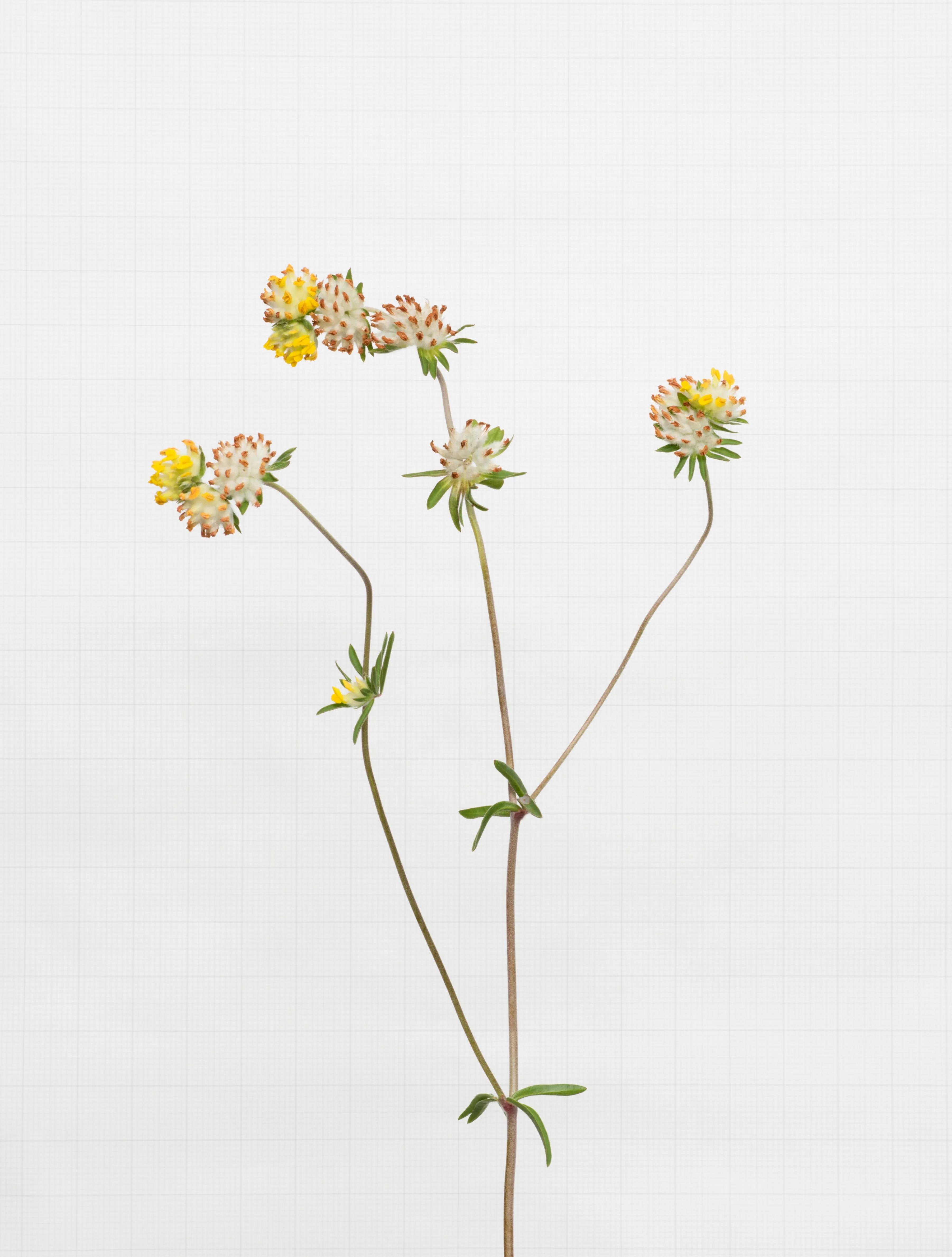 kidney vetch 7164