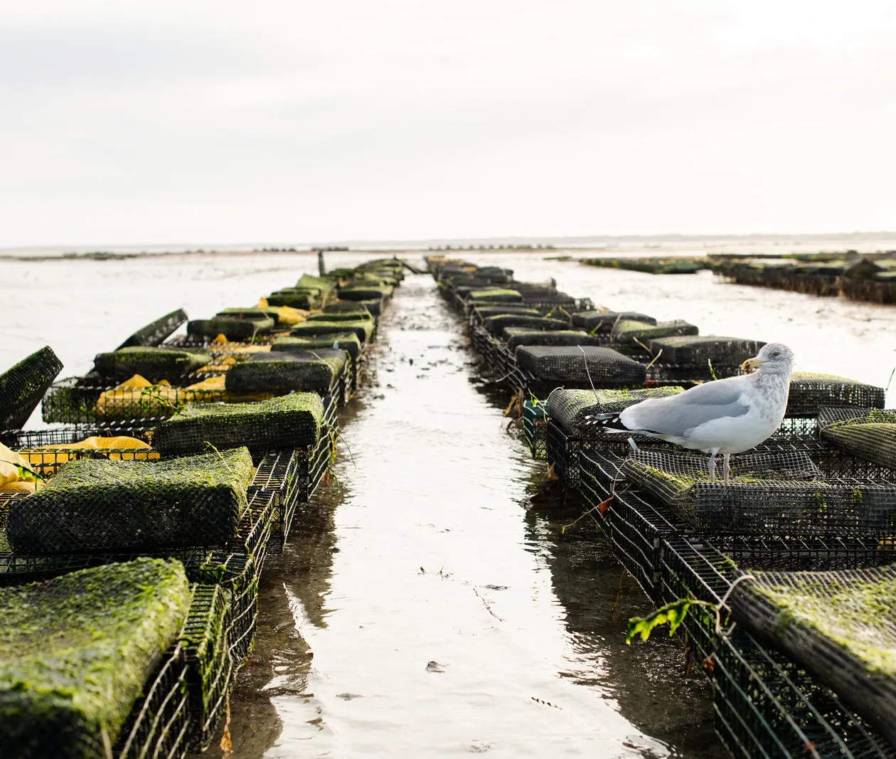 Moon Shoal Oysters from Barnstable, MA