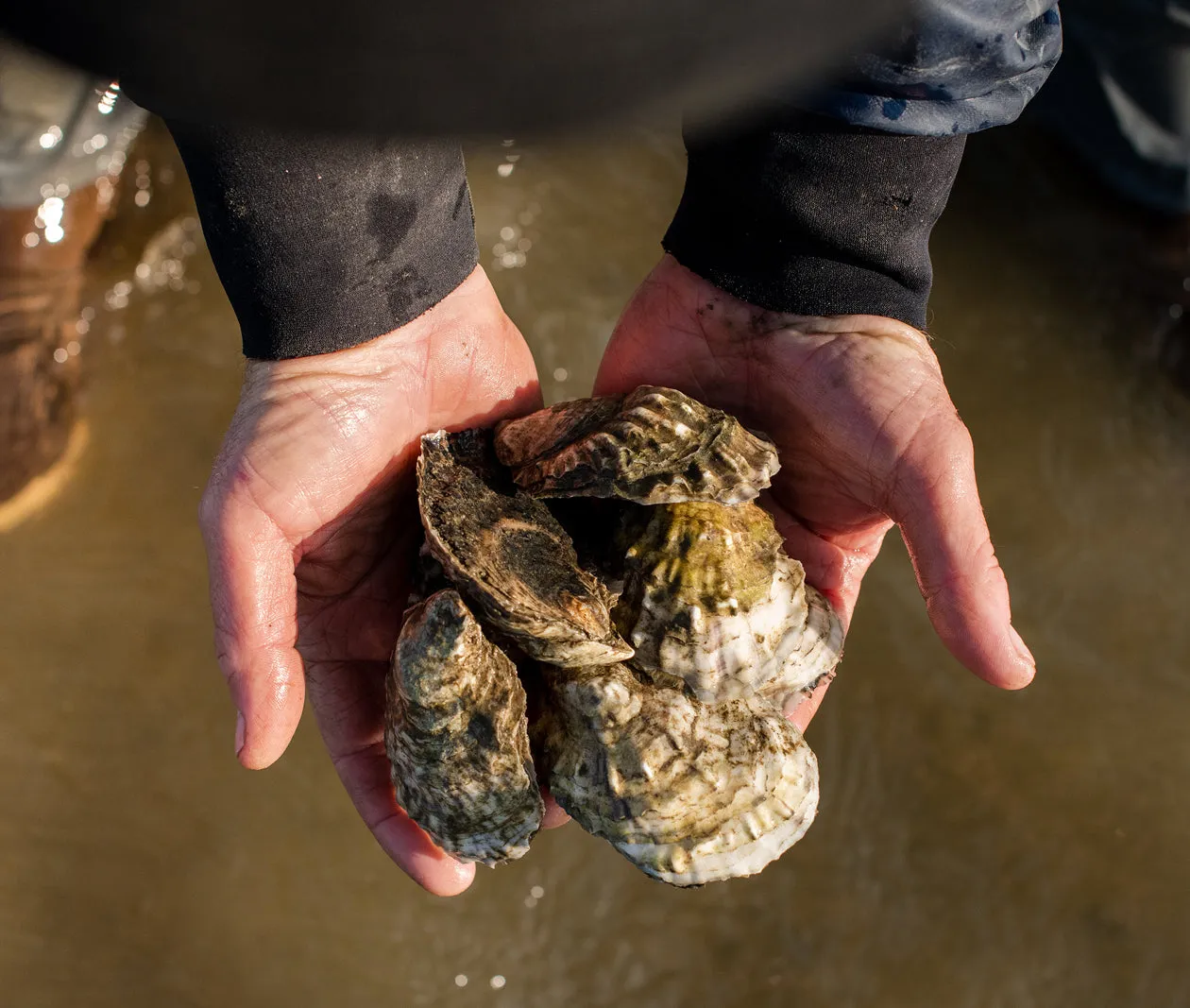 Moon Shoal Oysters from Barnstable, MA