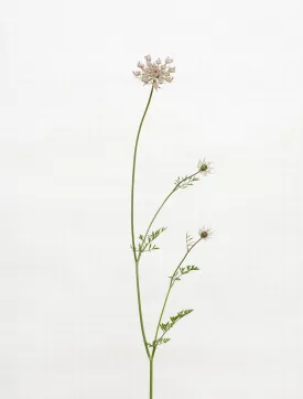 wild carrot 7280